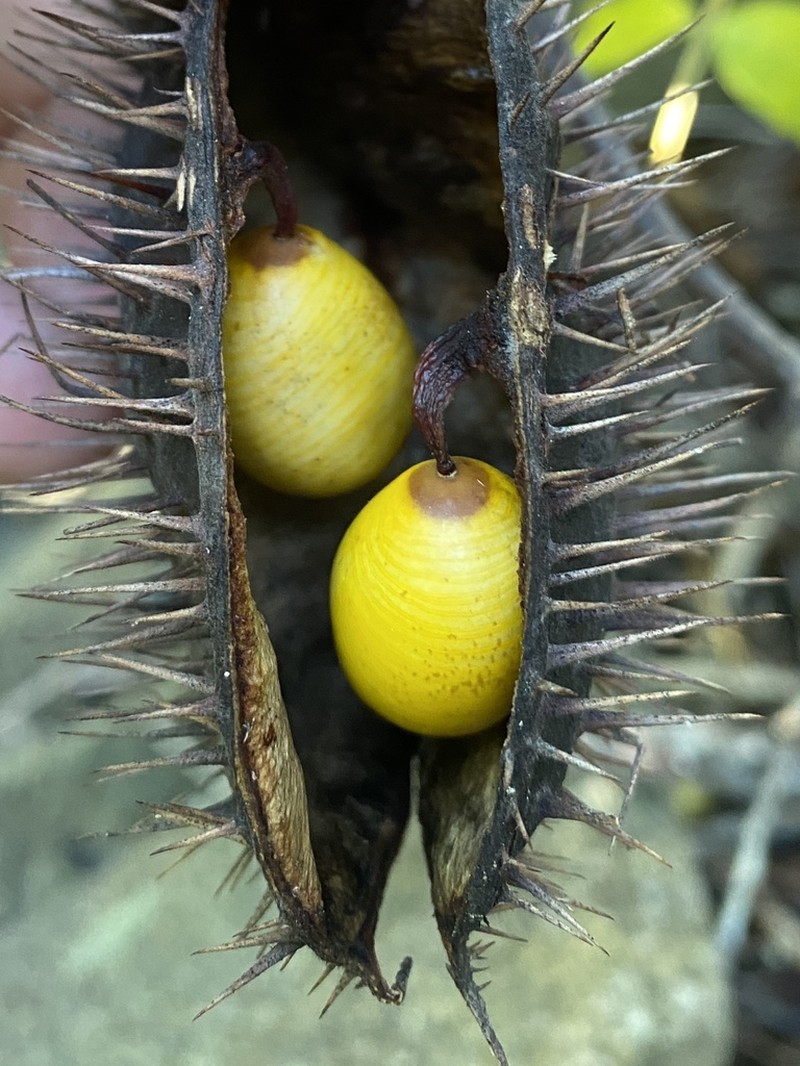 Hawai'I Pearls photo 3