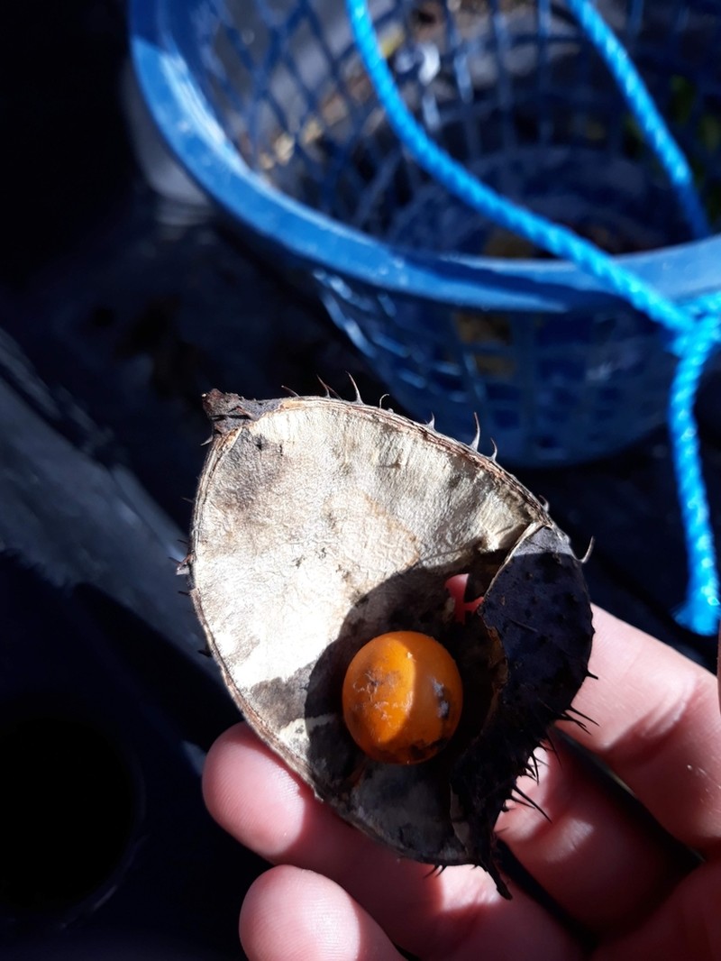 Hawai'I Pearls photo 7