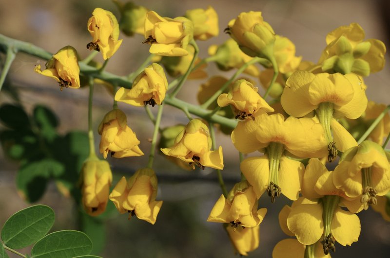 Mexican Holdback photo 2