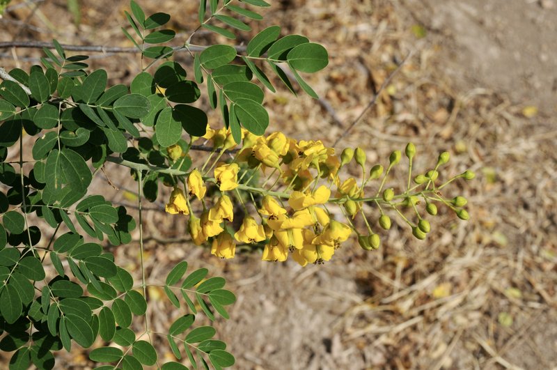 Mexican Holdback photo 3