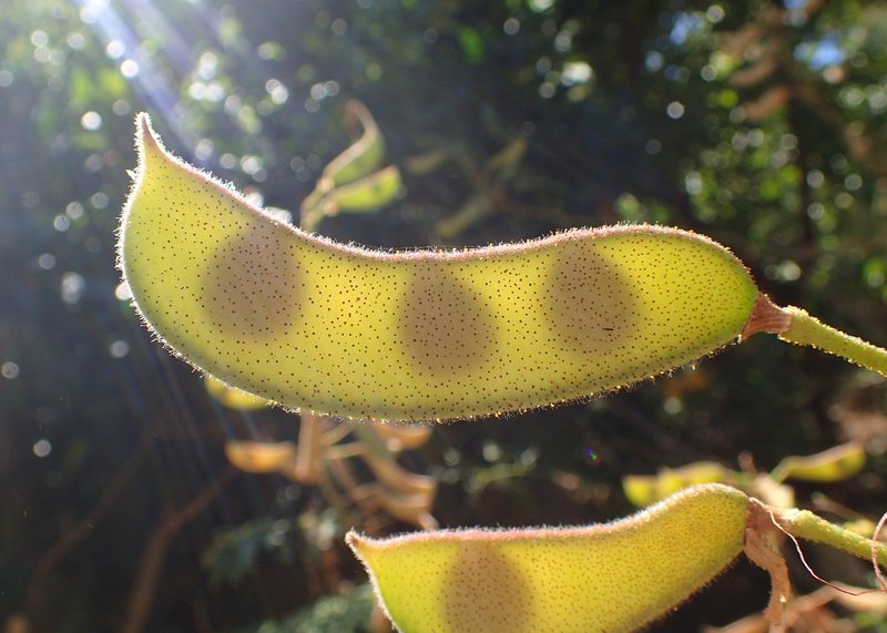 Mexican Holdback photo 4