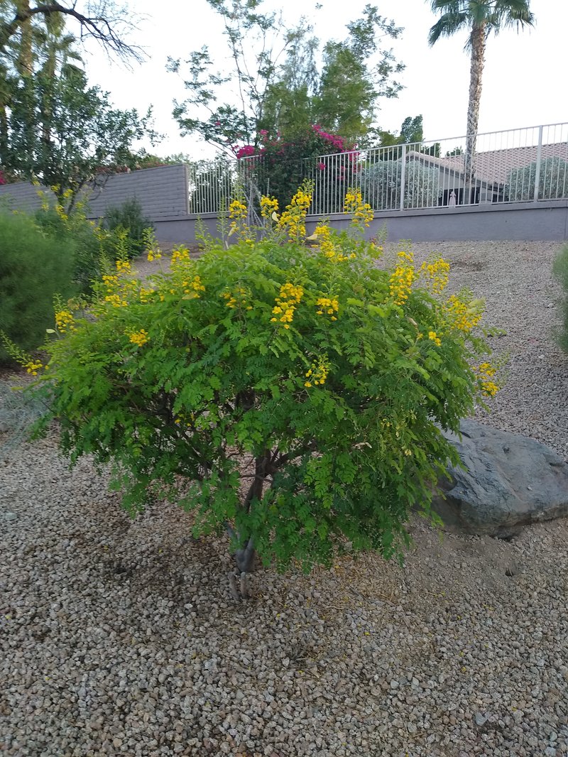 Mexican Holdback photo 5