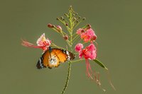 Pride-Of-Barbados