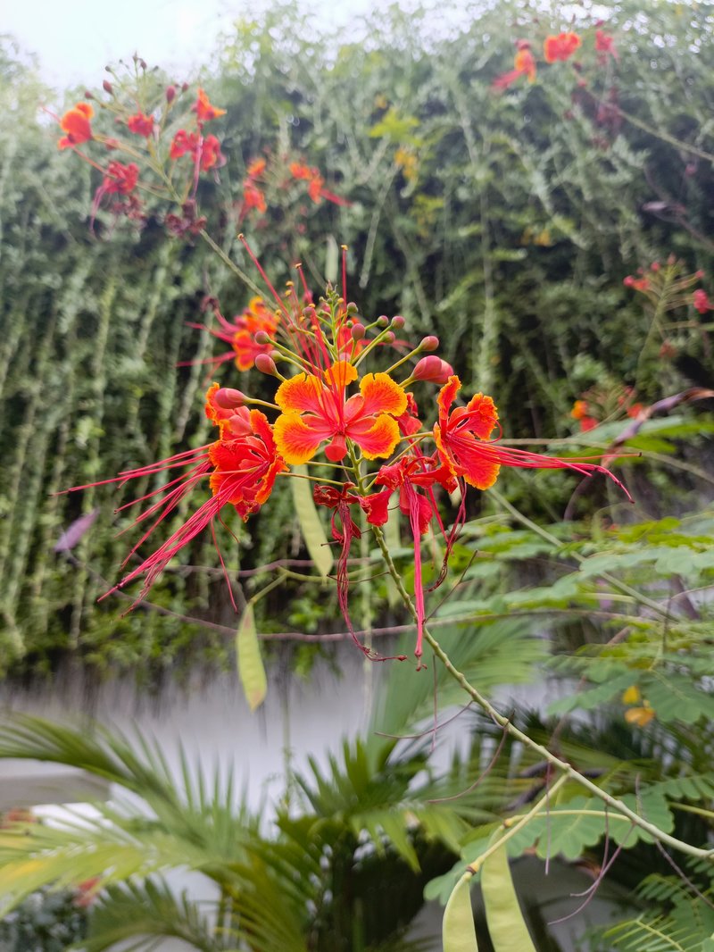 Pride-Of-Barbados photo 2
