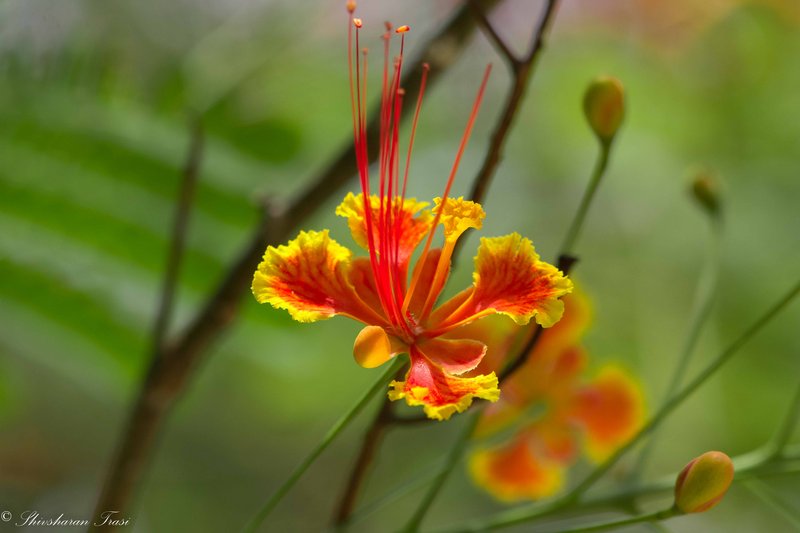 Pride-Of-Barbados photo 3