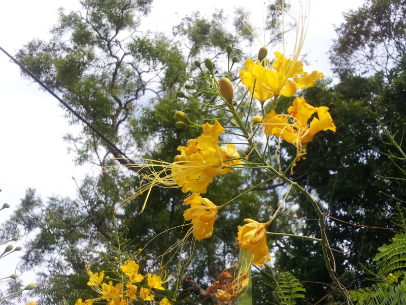 Pride-Of-Barbados photo 4
