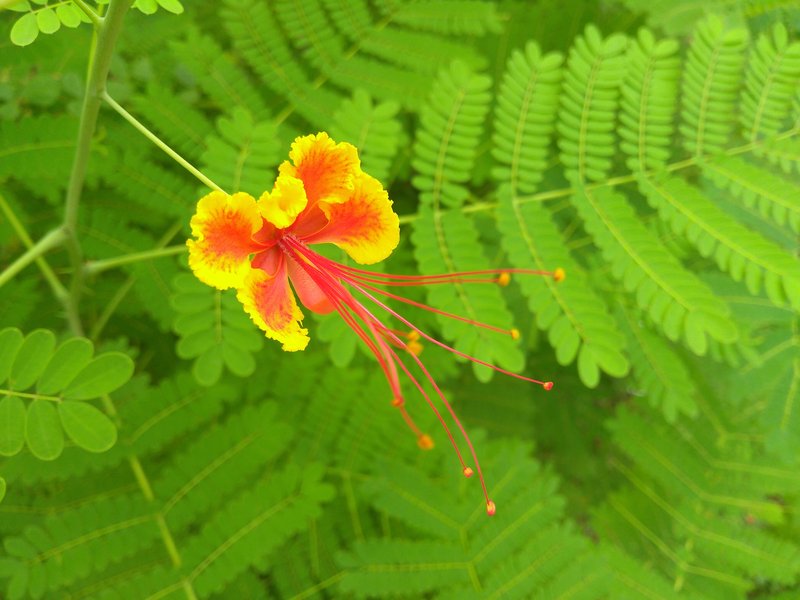 Pride-Of-Barbados photo 6