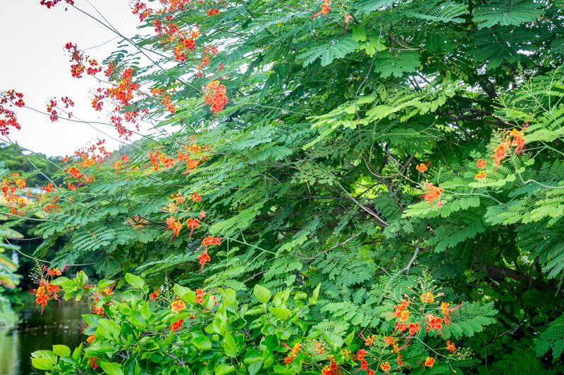 Pride-Of-Barbados photo 7