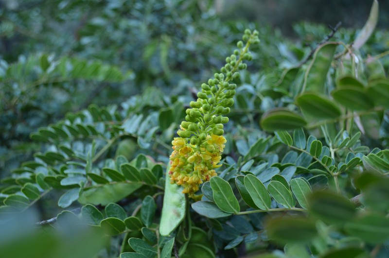 Spiny Holdback photo 2