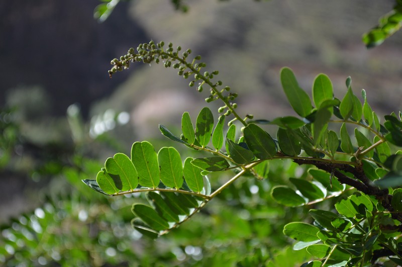 Spiny Holdback photo 3