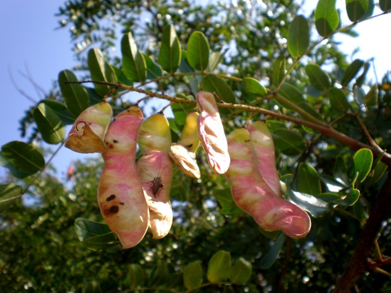 Spiny Holdback photo 4