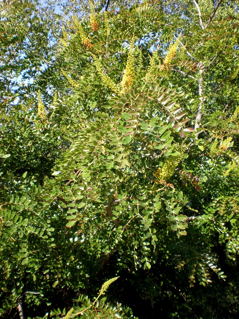 Spiny Holdback photo 5