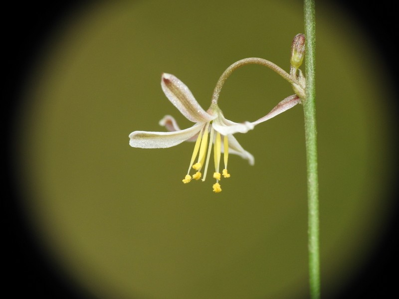 Caesia walalbai
