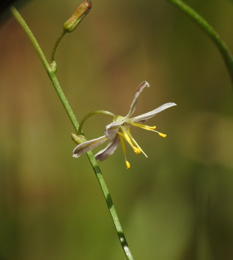 Caesia walalbai photo 4