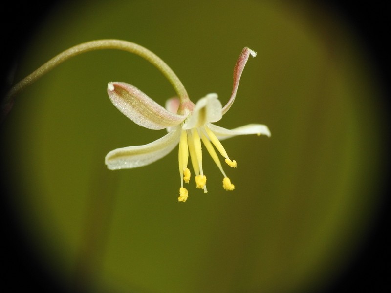 Caesia walalbai photo 5