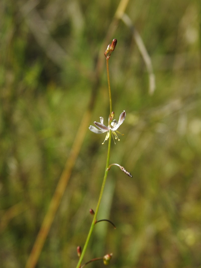 Caesia walalbai photo 6