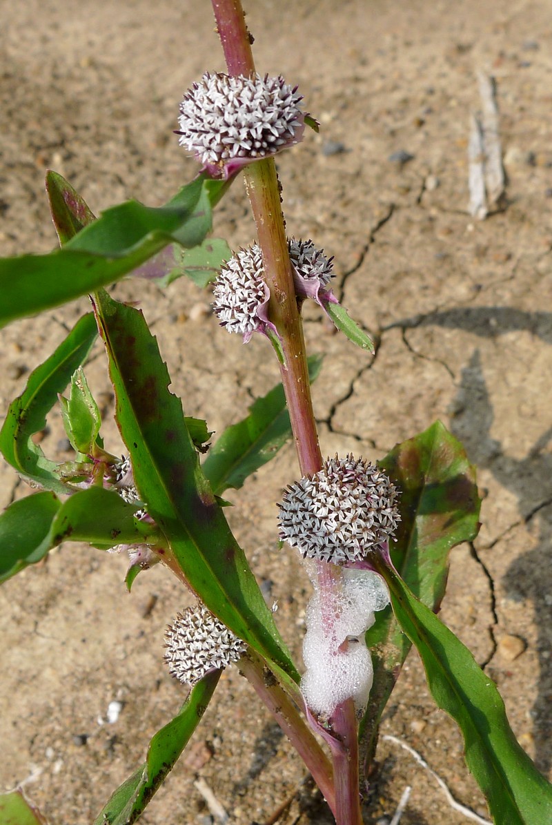 Caesulia axillaris