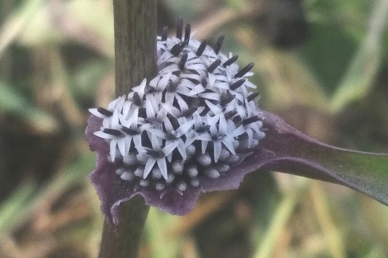 Caesulia axillaris photo 2