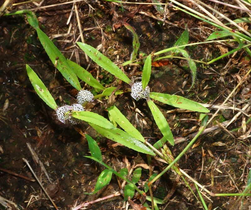 Caesulia axillaris photo 3