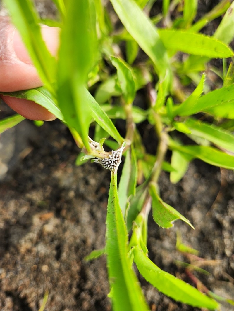 Caesulia axillaris photo 4