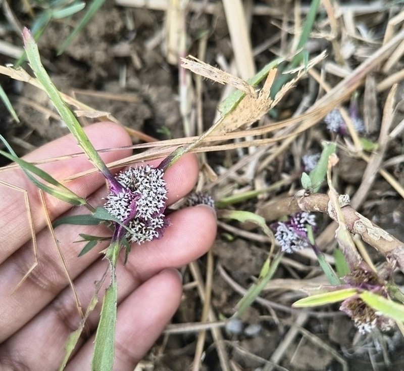 Caesulia axillaris photo 5
