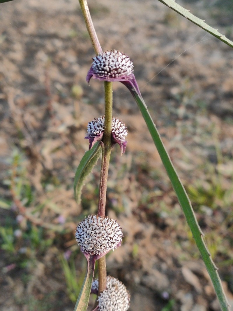 Caesulia axillaris photo 6