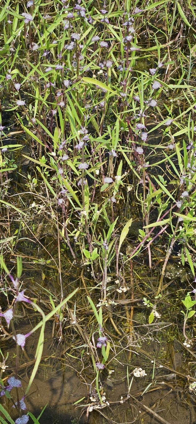 Caesulia axillaris photo 7
