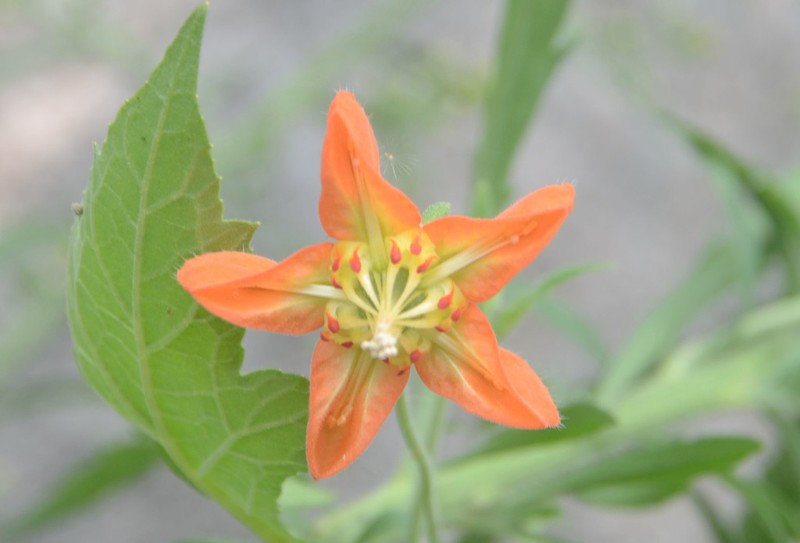 Caiophora lateritia