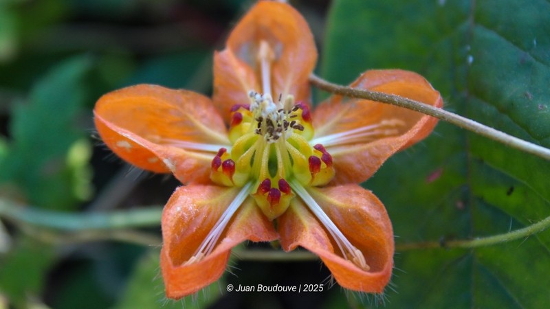 Caiophora lateritia photo 2