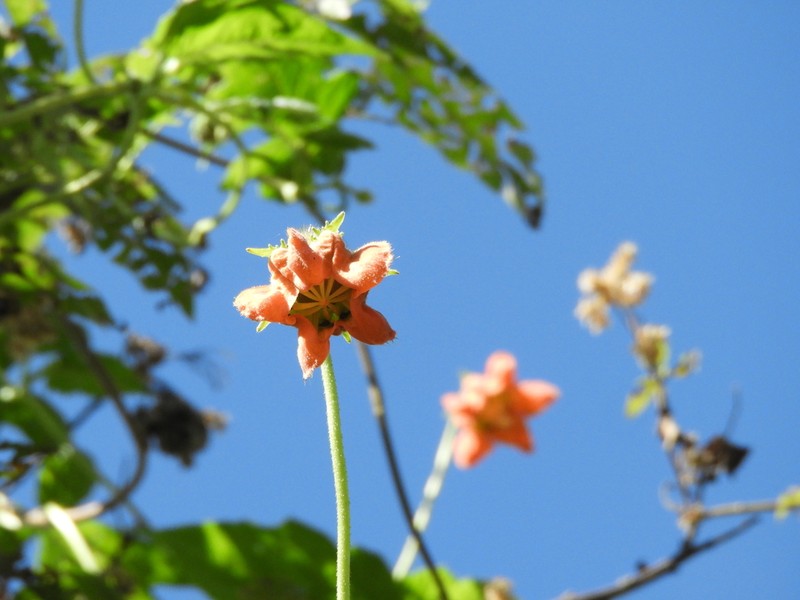 Caiophora lateritia photo 3