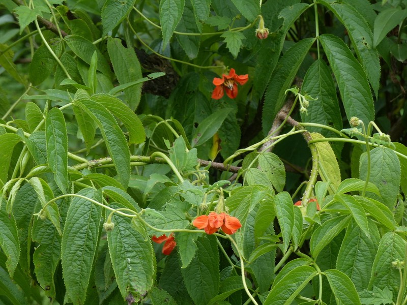 Caiophora lateritia photo 4