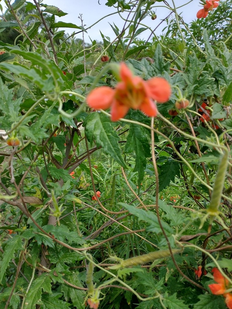 Caiophora lateritia photo 7