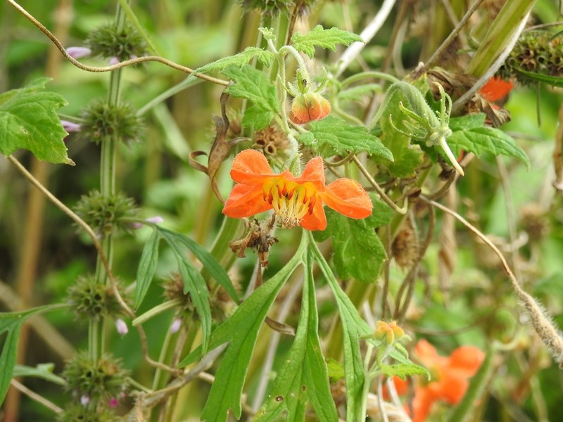 Caiophora lateritia photo 8