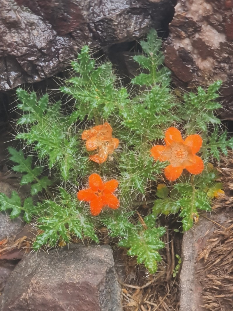 Caiophora rosulata subsp. rosulata