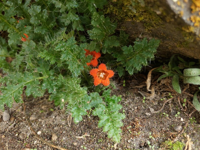 Caiophora rosulata subsp. rosulata photo 3