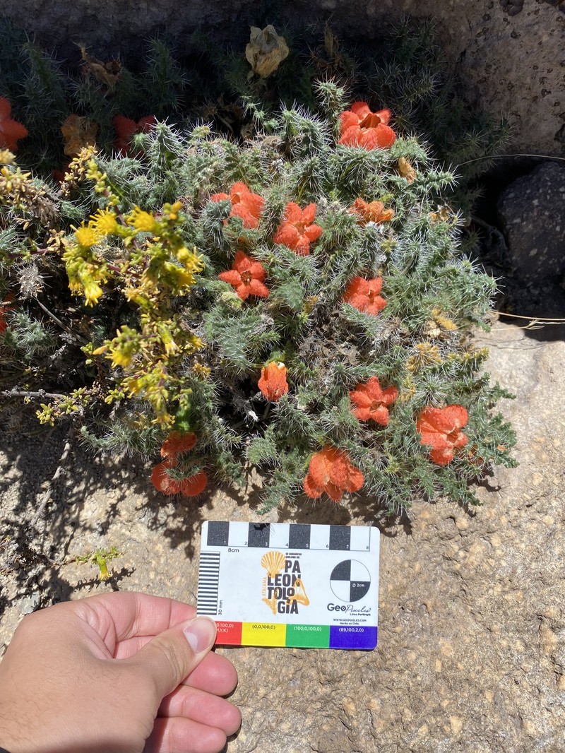 Caiophora rosulata subsp. rosulata photo 4