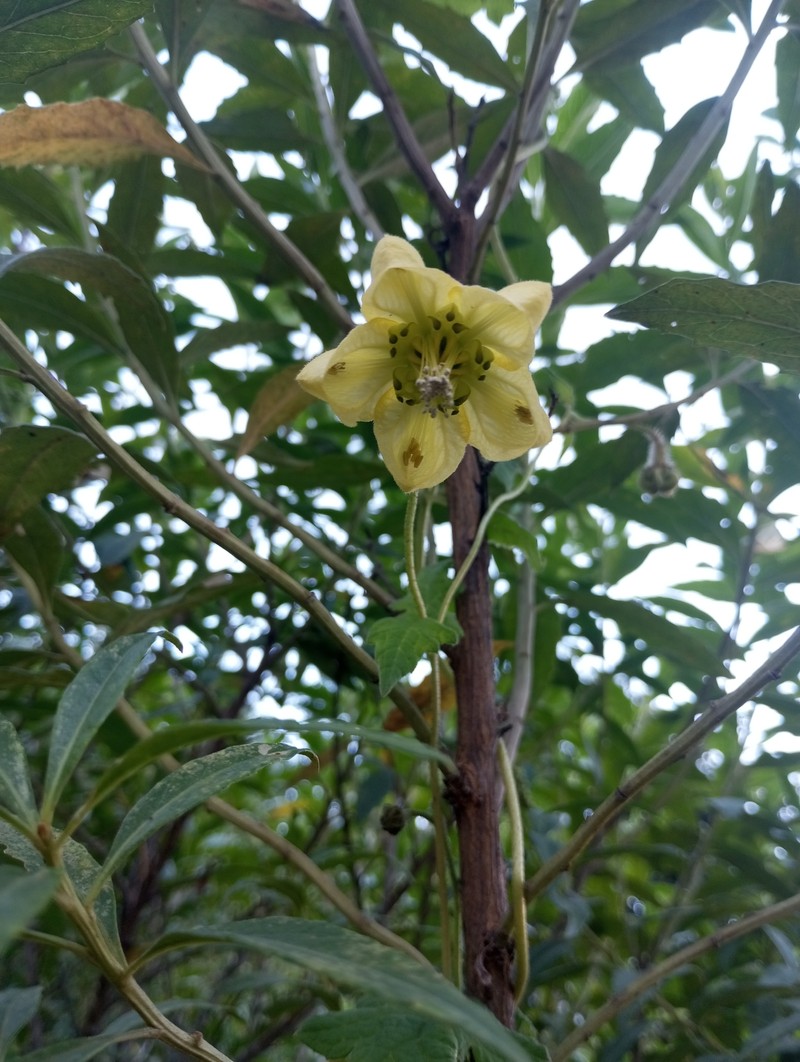 Caiophora vallegrandensis photo 2