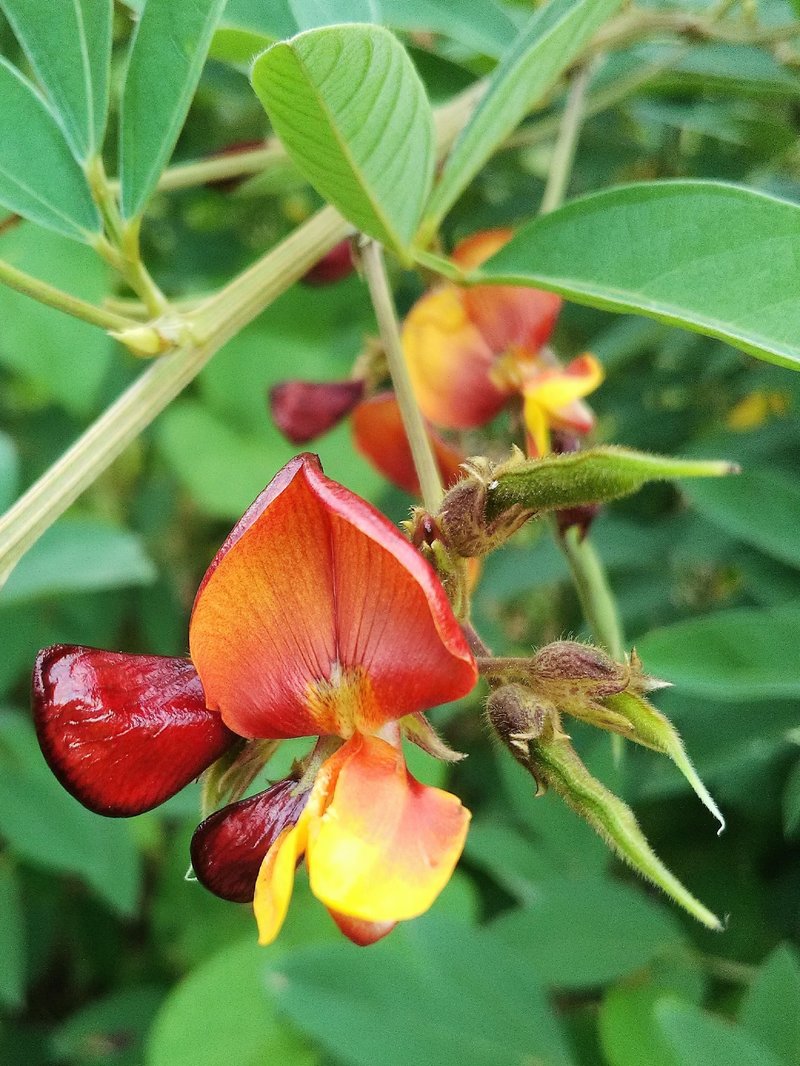 Pigeonpea photo 2