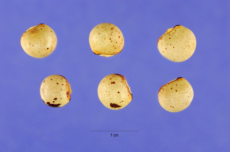 Pigeonpea photo 3