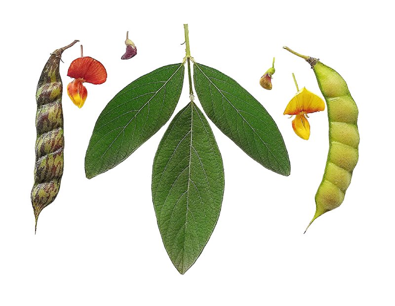 Pigeonpea photo 4