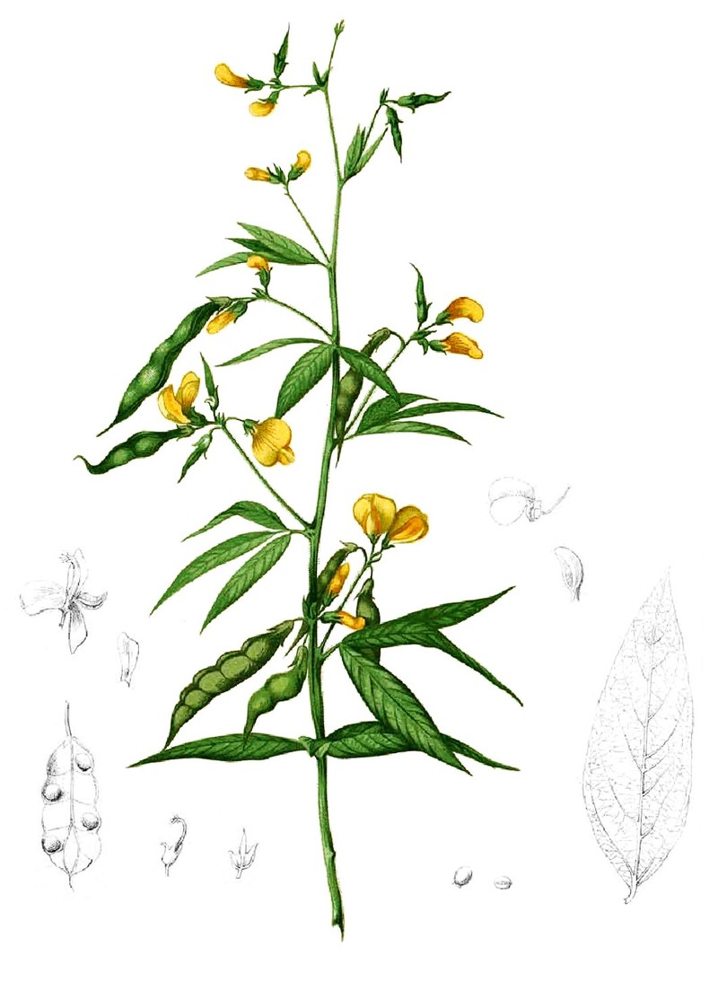 Pigeonpea