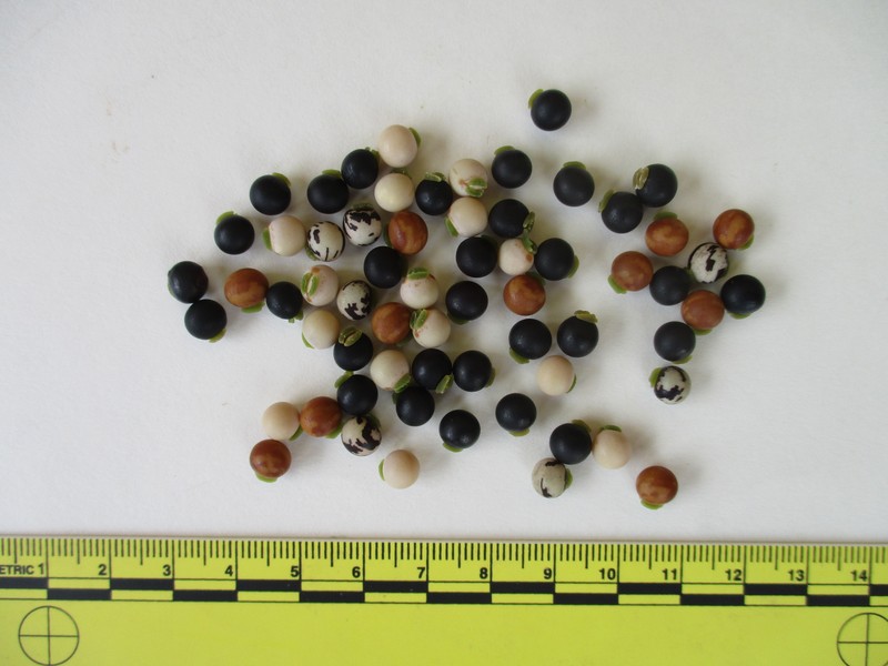 Pigeonpea photo 5