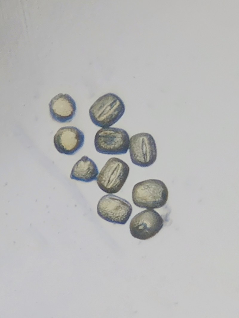 Pigeonpea photo 6