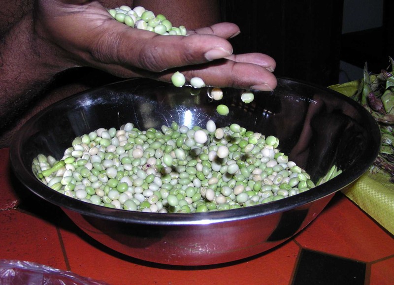 Pigeonpea photo 7