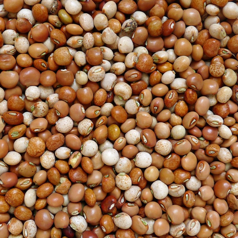 Pigeonpea photo 8