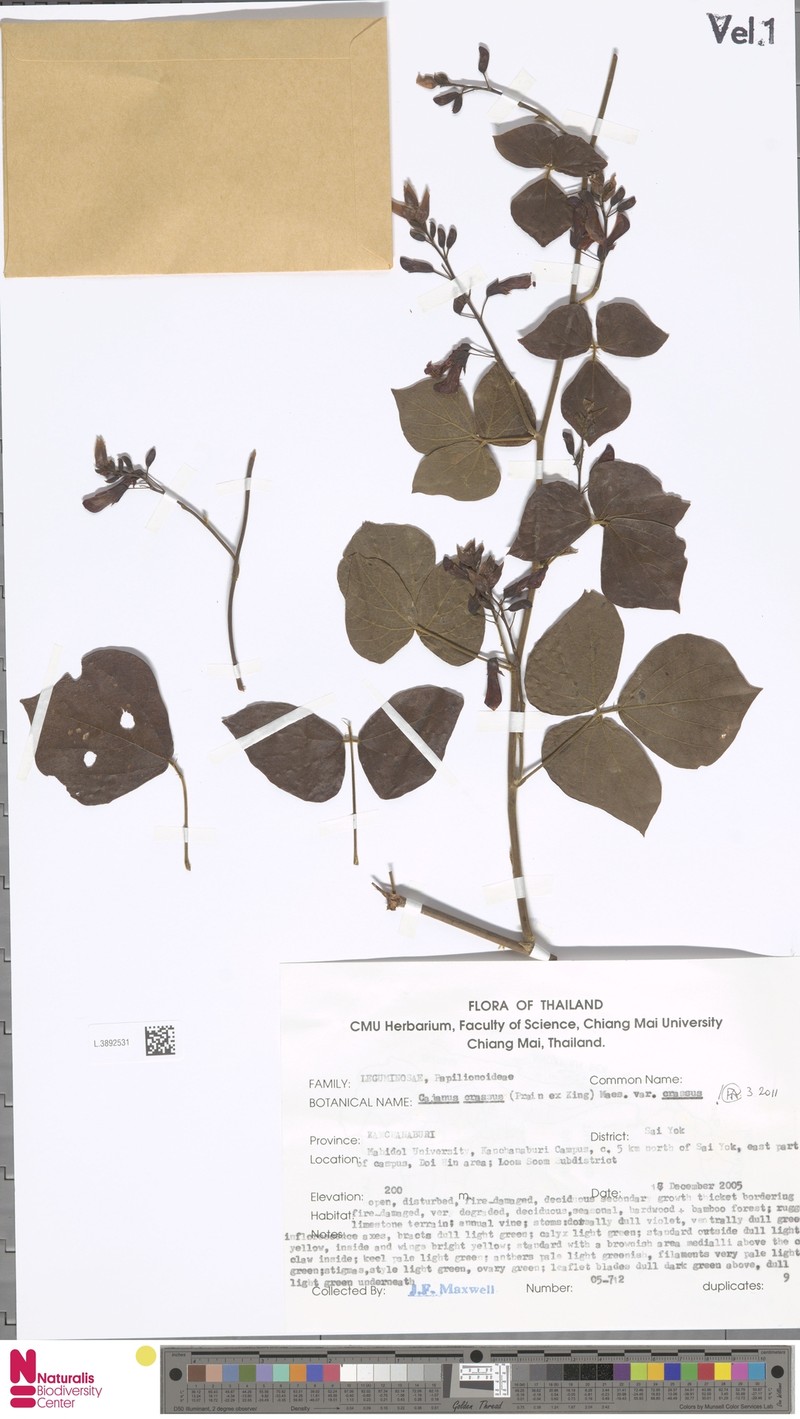 Cajanus crassus var. crassus