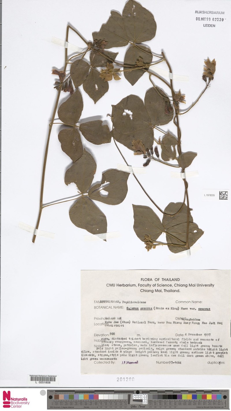 Cajanus crassus var. crassus photo 4