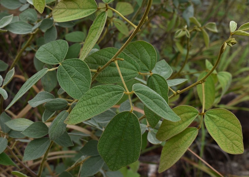 Cajanus reticulatus var. reticulatus
