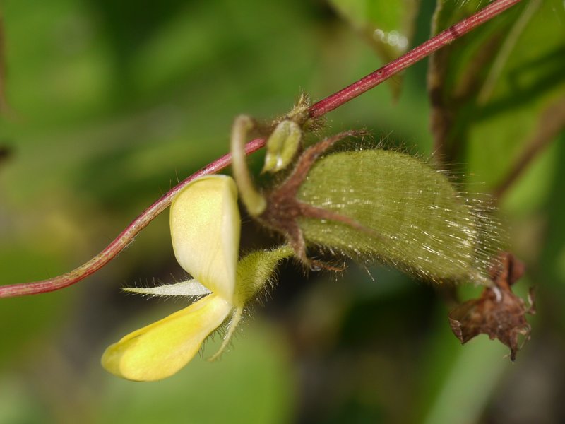 Showy Pigeonpea photo 2