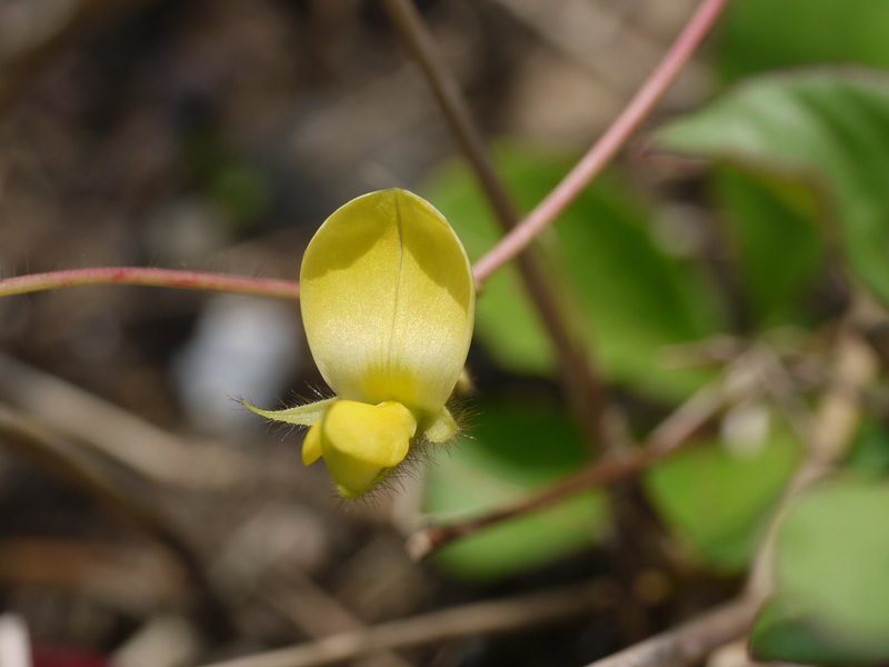 Showy Pigeonpea photo 3